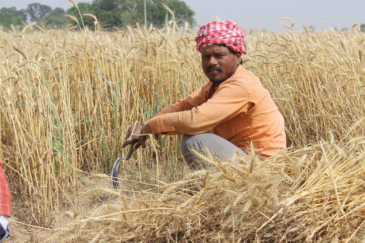 wheat-fields-762213_1920