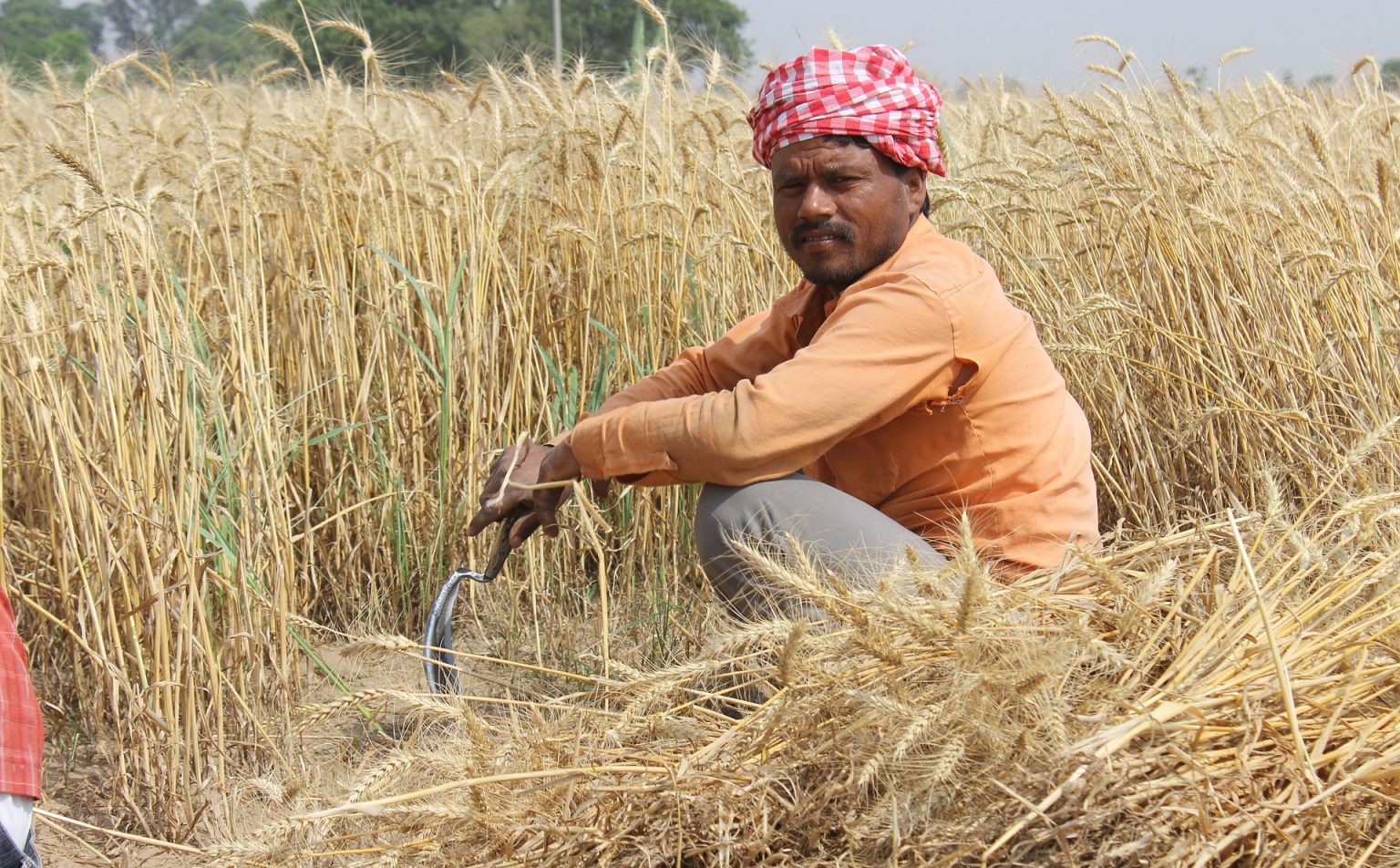 wheat-fields-762213_1920